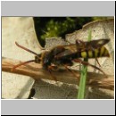 Nomada signata - Wespenbiene m02.jpg